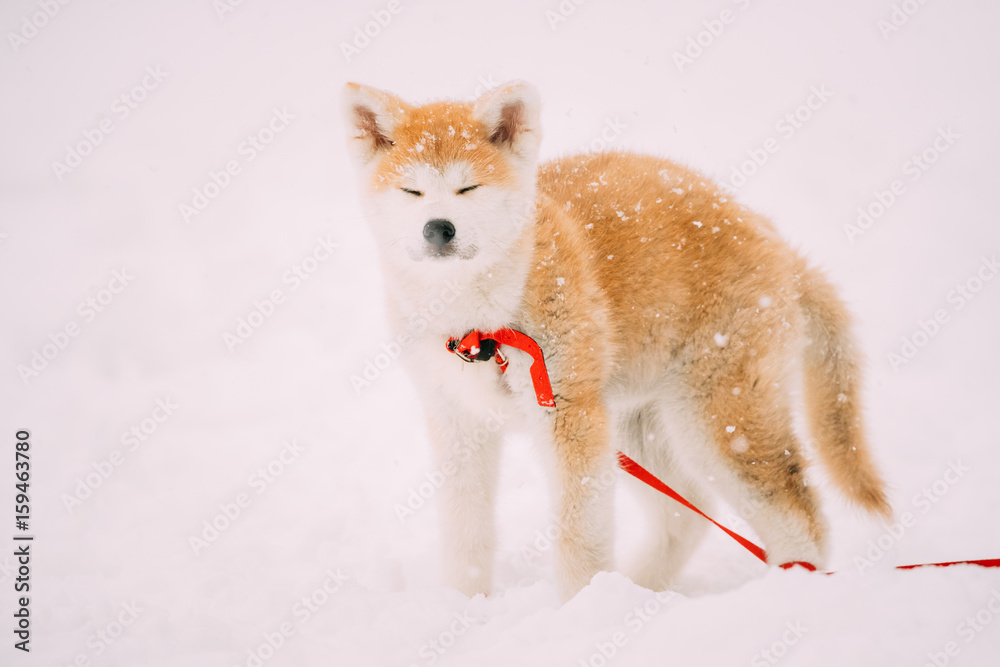 秋田犬或秋田犬的小狗，日本秋田站在雪地里