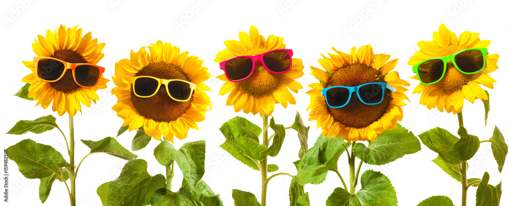 Sunflowers with sunglasses