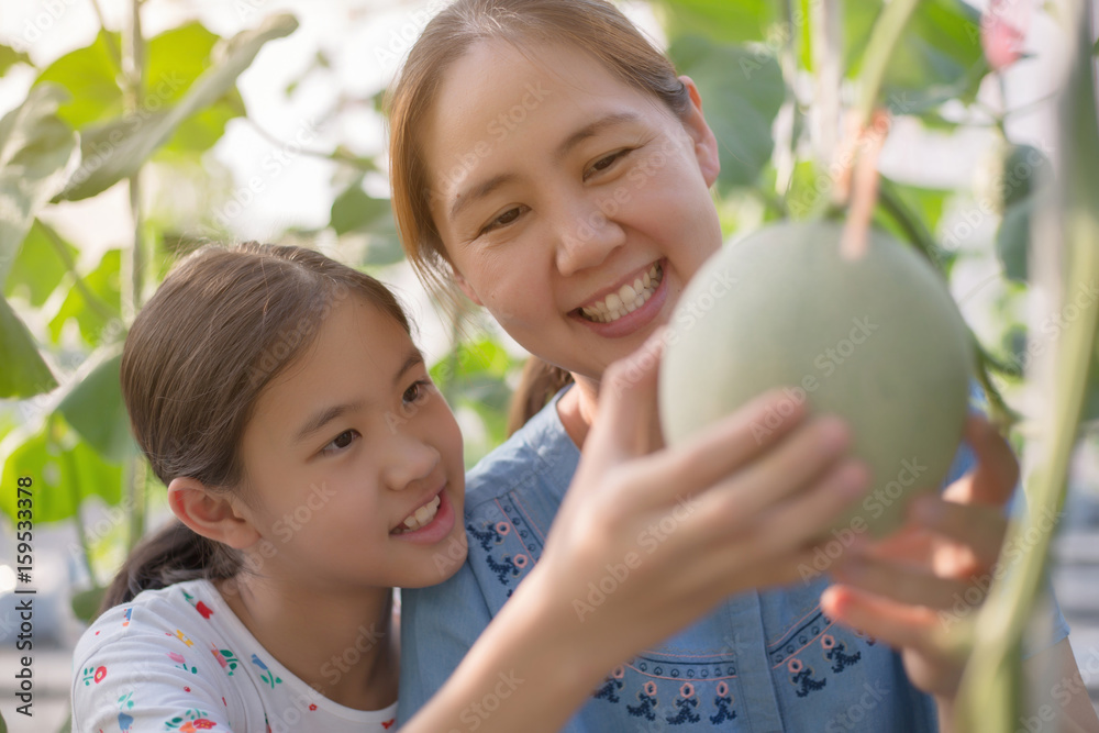 Happy Asian child helping her mother harvest melon in green house plant