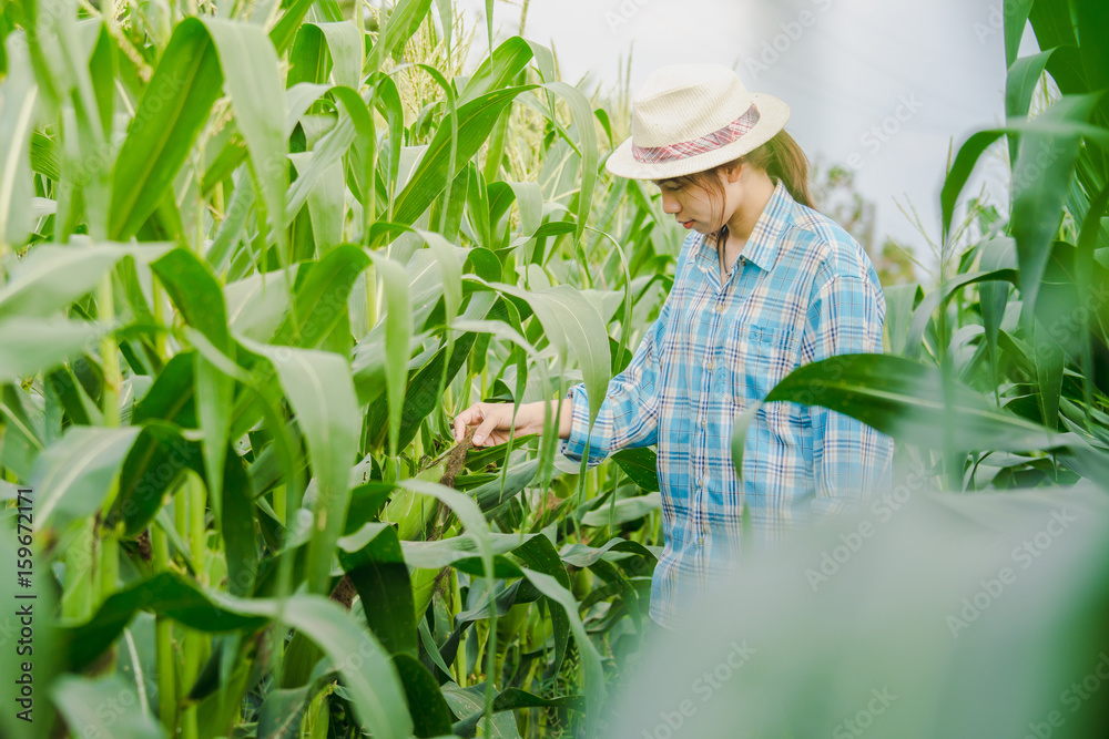 farmer woman inspecting corn by hand in agriculture garden.