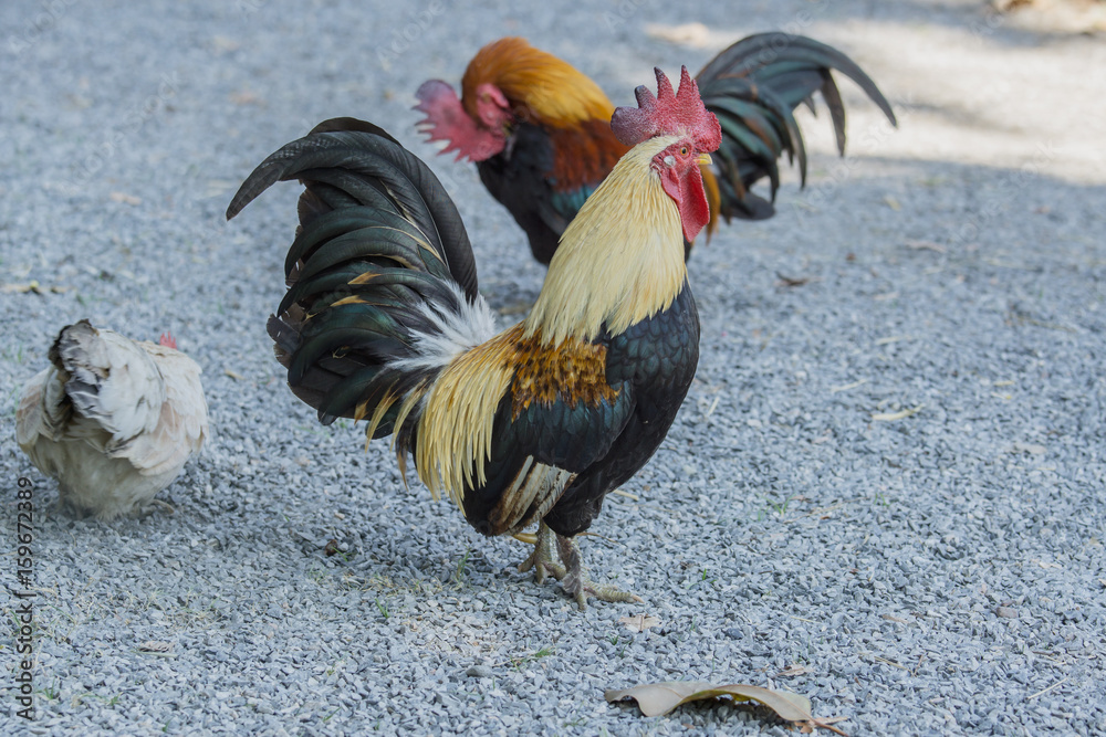 close up portrait of bantam chickens, Beautiful colorful cock