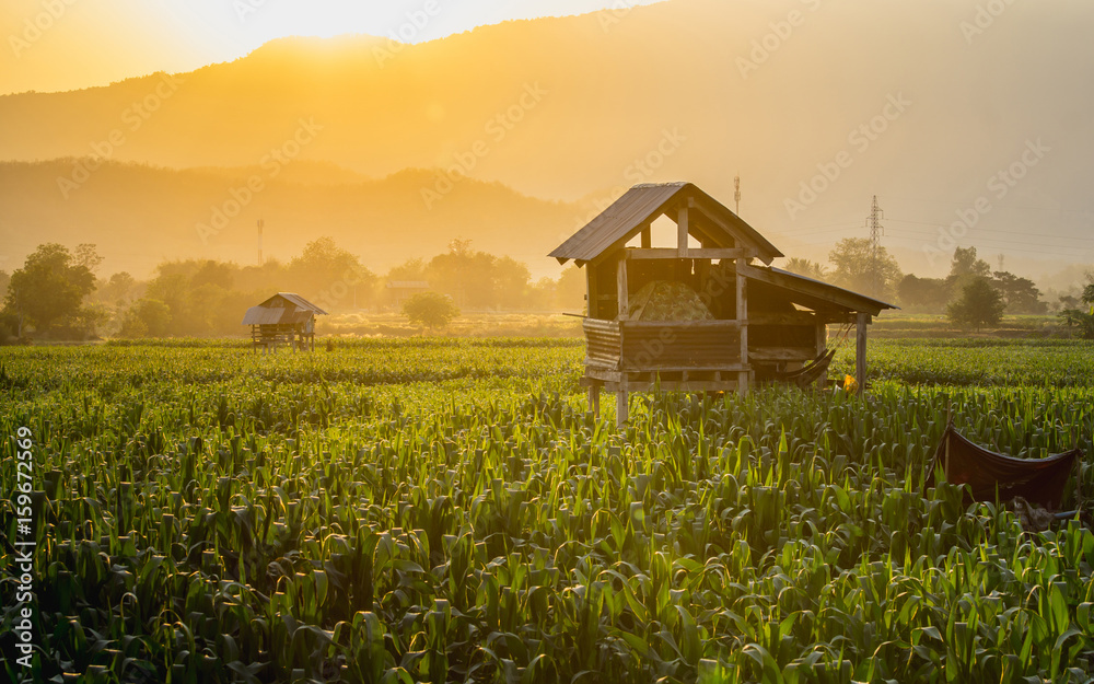 farmer hut on green corn field in agricultural garden and light shines sunset