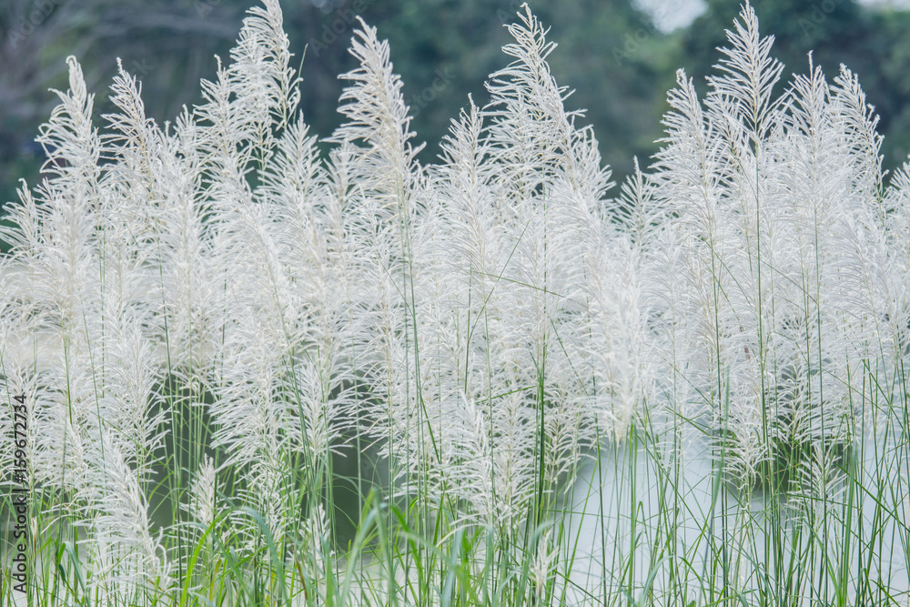 background White grass flower of reed plant in autumn