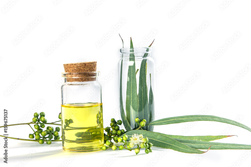 Eucalyptus essential oils in glass bottle ,oganic herbal aromatherapy concept