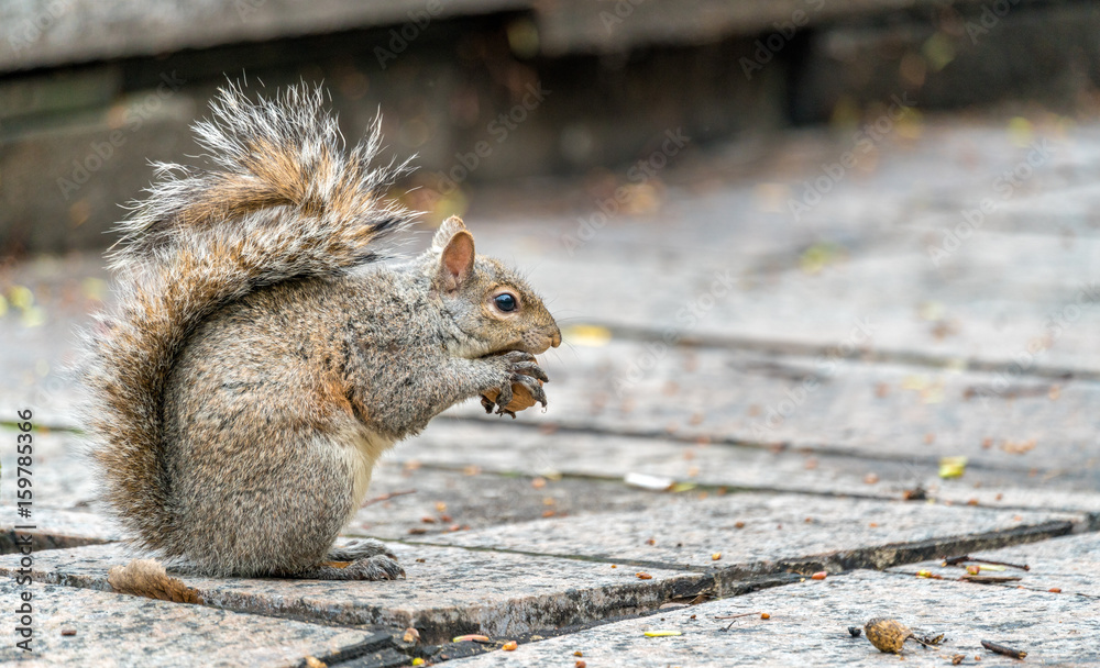 Eastern gray squirrel eats a walnut on Trinity Square in Toronto, Canada