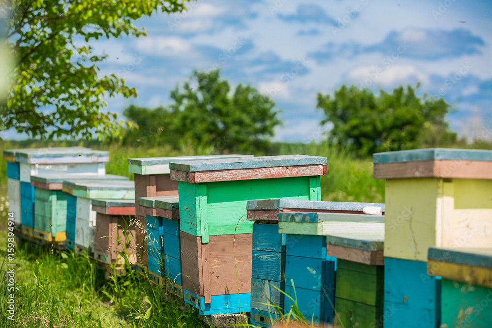 Hives in the apiary. bees ready for honey. Apiculture