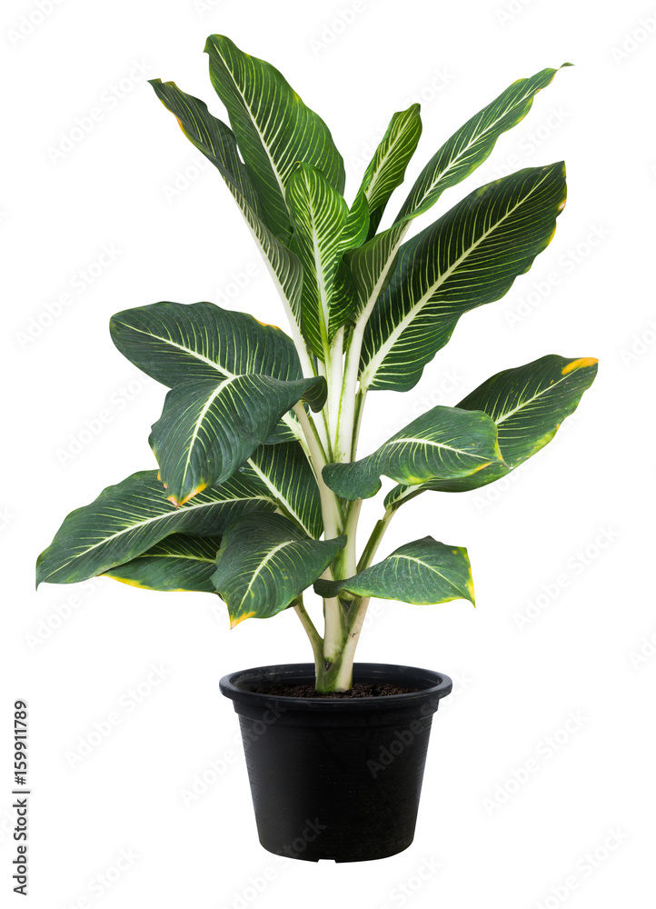 Aglaonema，绿叶树种，清新自然