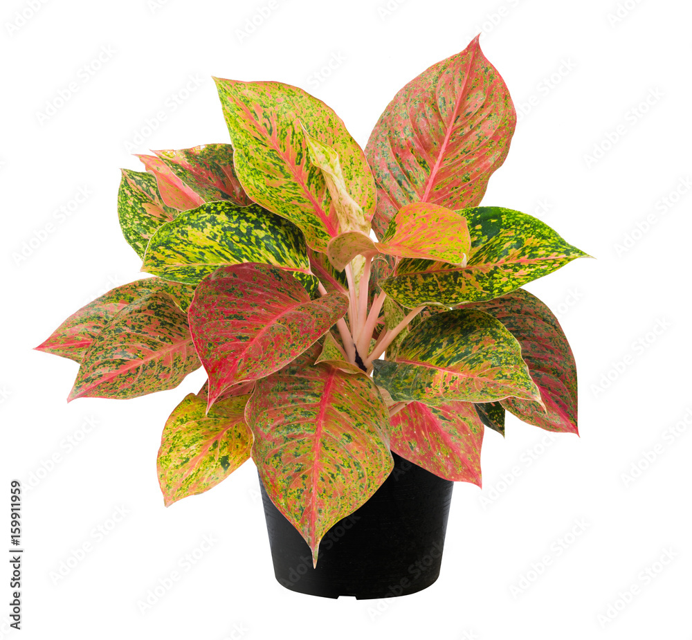 Aglaonema, een leaf tree plant fresh nature