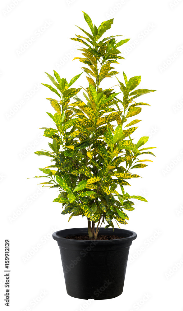 Croton, Green leaf tree plant fresh nature