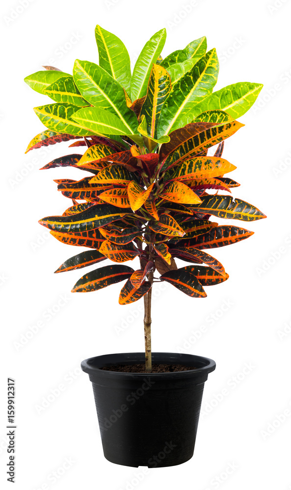 Croton，绿叶树种，清新自然