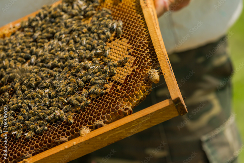 Working bees on honeycombs. The beekeeper takes out the frame with a honeycomb from the hive with hi