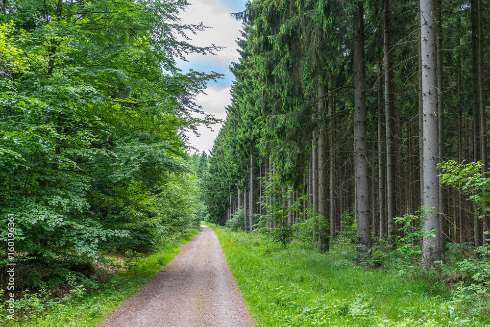 Waldweg in einen wunderschönen Wald