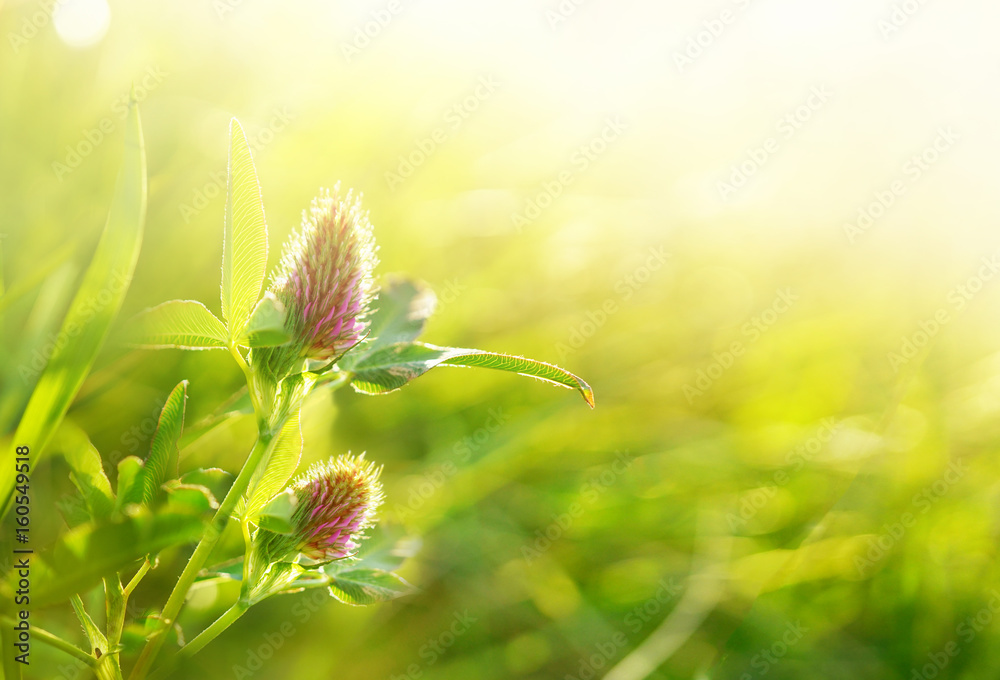 阳光下三叶草草地花朵的自然花卉背景图案。三叶草花朵特写