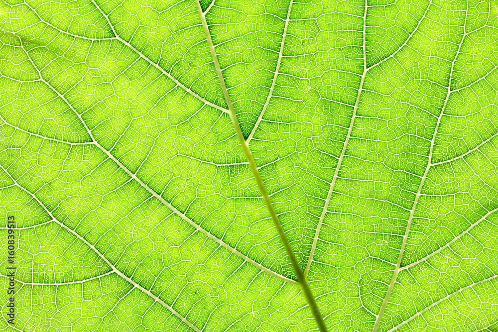 Close up the green leaf texture as green nature abstract background