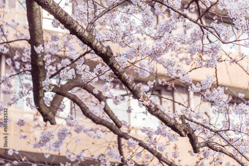 桜