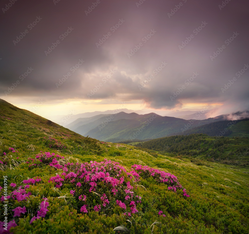 Flowes in the mountains during sunrise. Beautiful natural landscape in the summer time