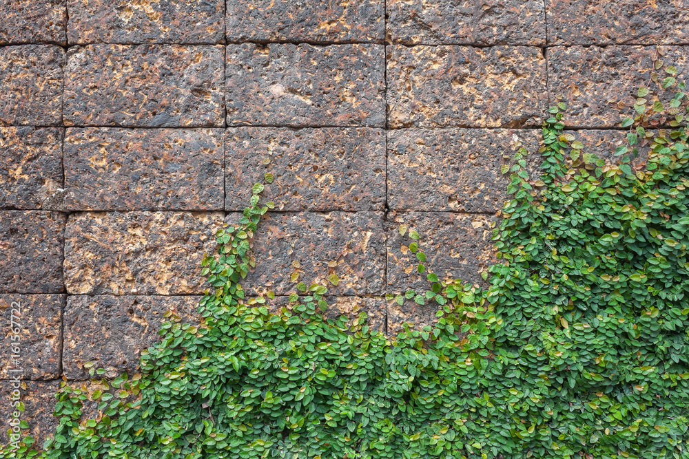 green creeper climb up on the stone wall background