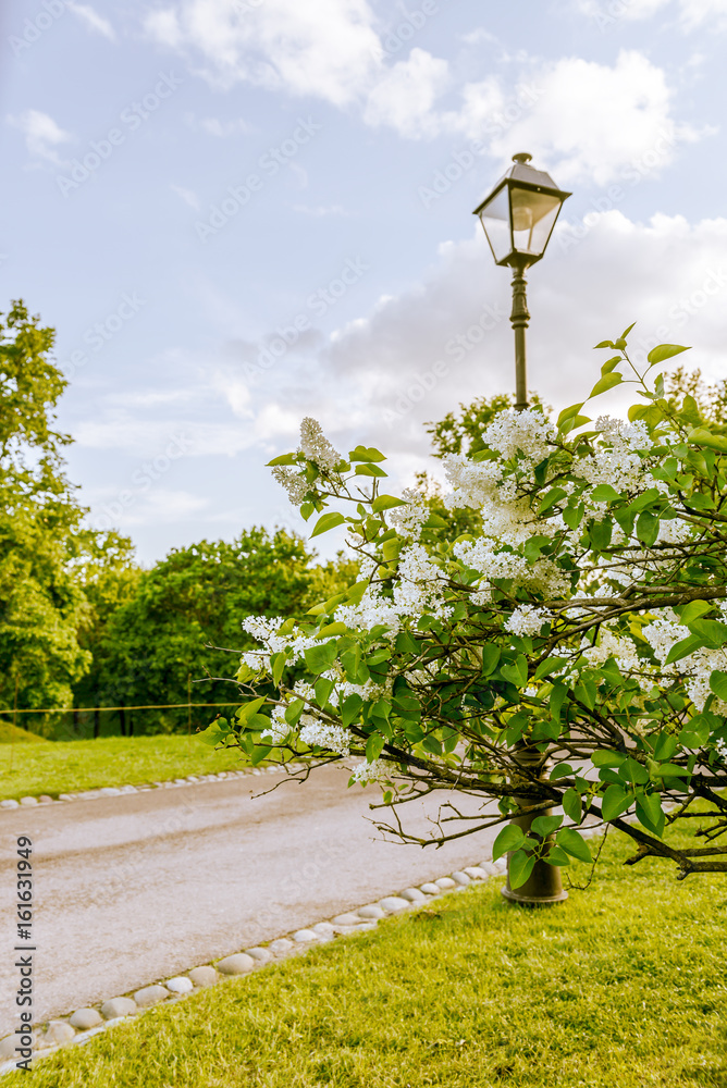 White lilac and Lamp in the Park.