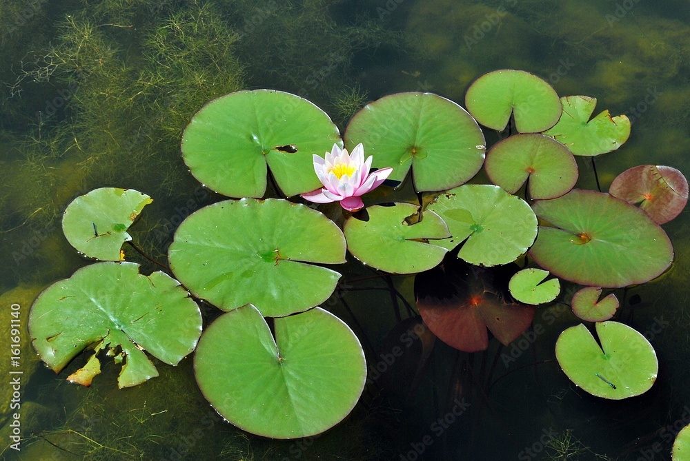 White Water Lily