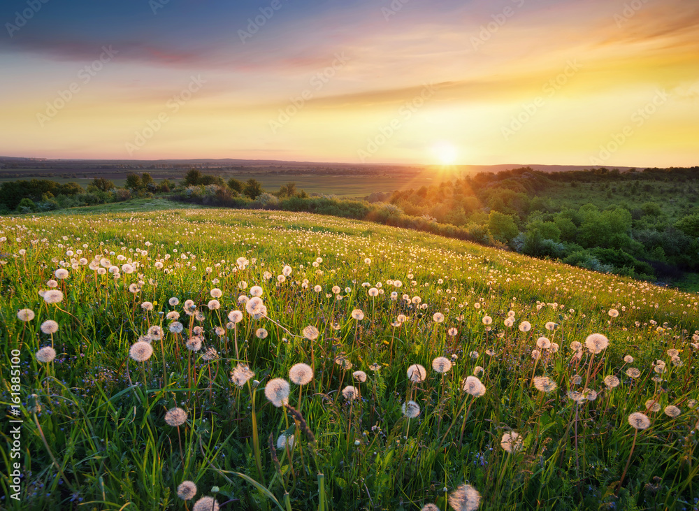 Field with flower in the mountain valley. Beautiful natural landscape in the summer time