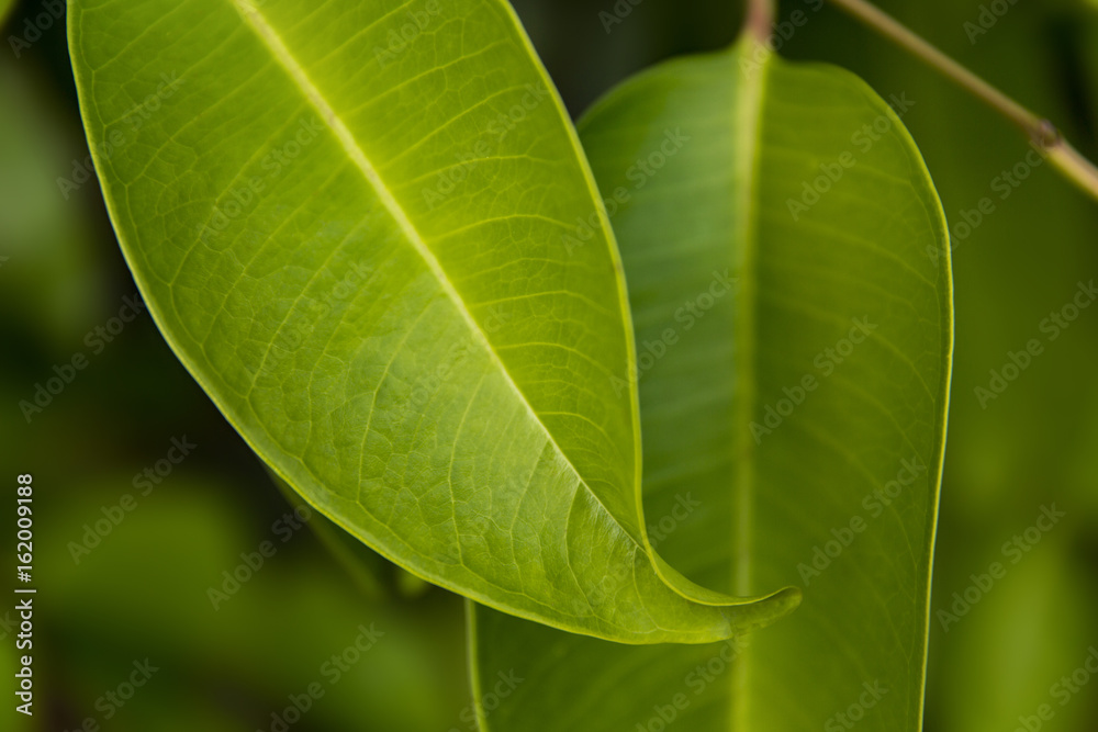 Green fresh plants grass closeup for background