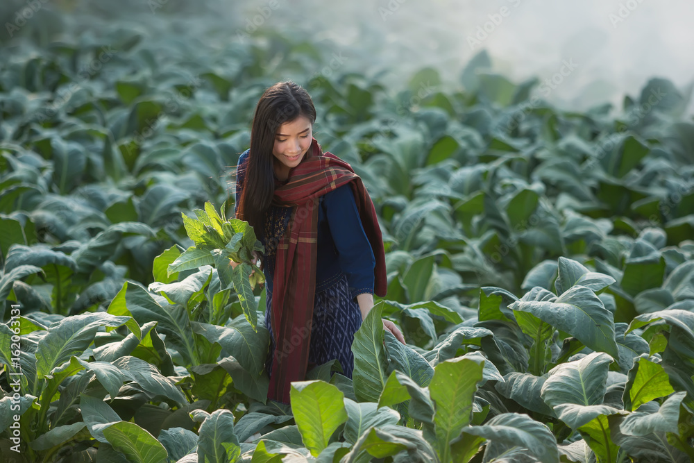 Portrait of beautiful rural woman wear Thai dress,are harvesting in tobacco plantations.