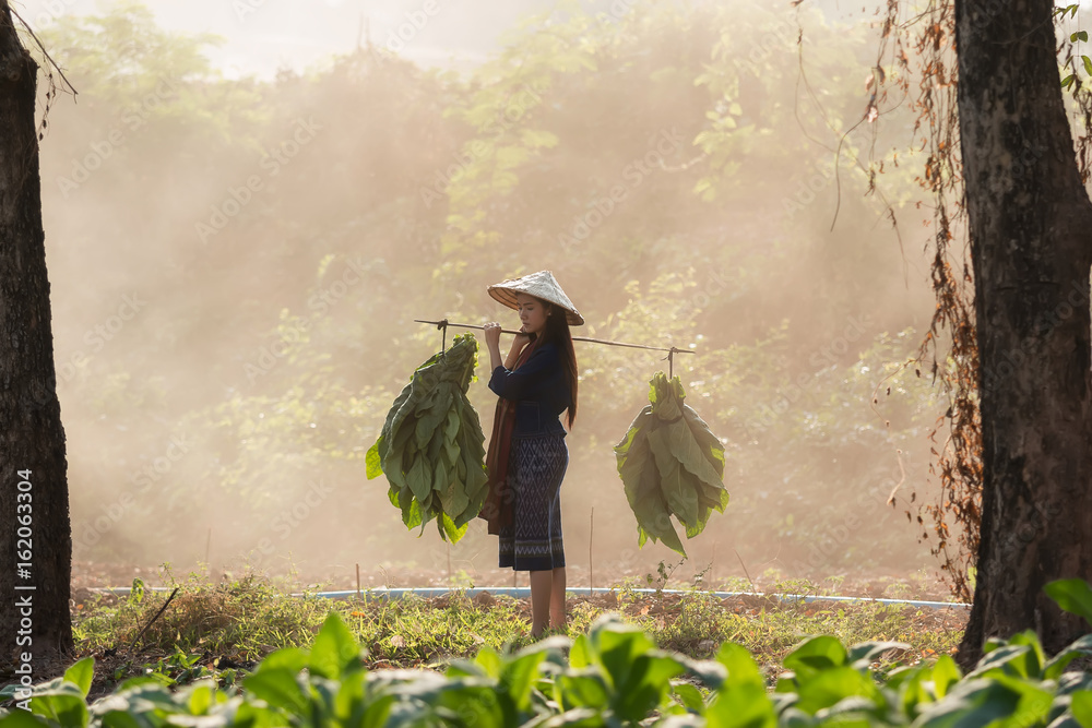 美丽的农村妇女穿着泰国连衣裙，在烟草种植园收割的肖像。