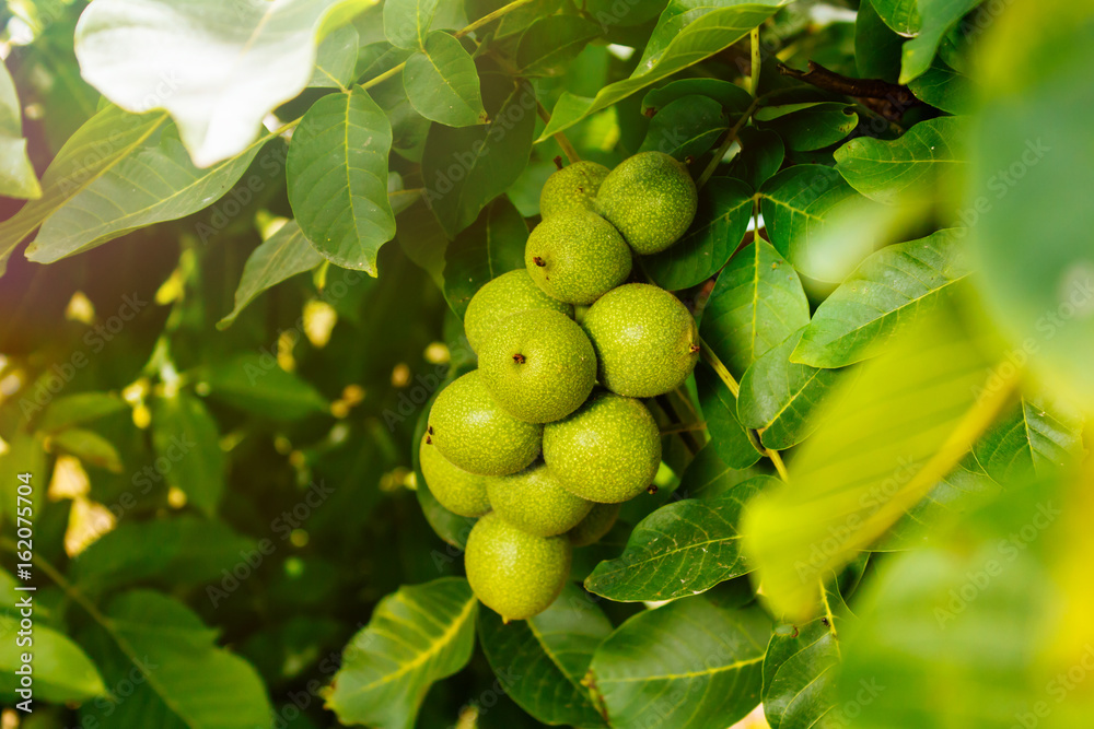 A lot of walnuts on the tree at sunset. Tree of walnuts. Harvesting of nuts.