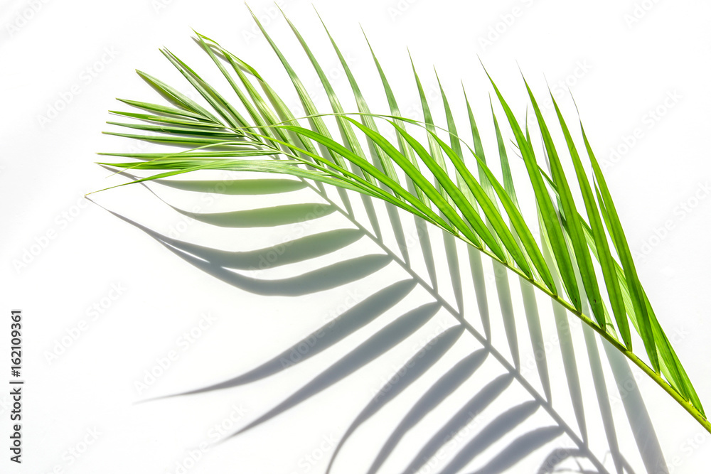 palm leaves and shadows on a white wall