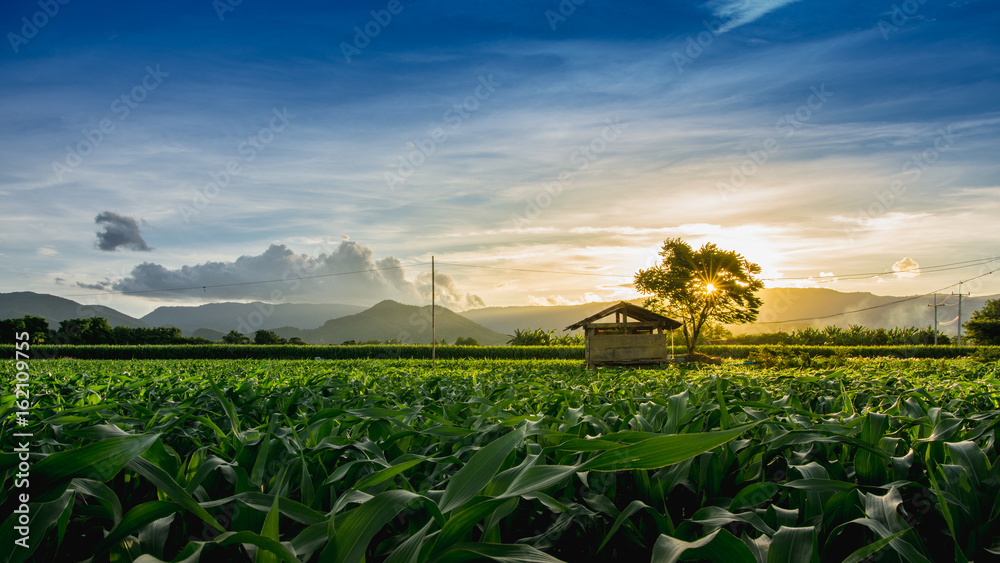 farmer hut on green corn field in agricultural garden and light shines sunset