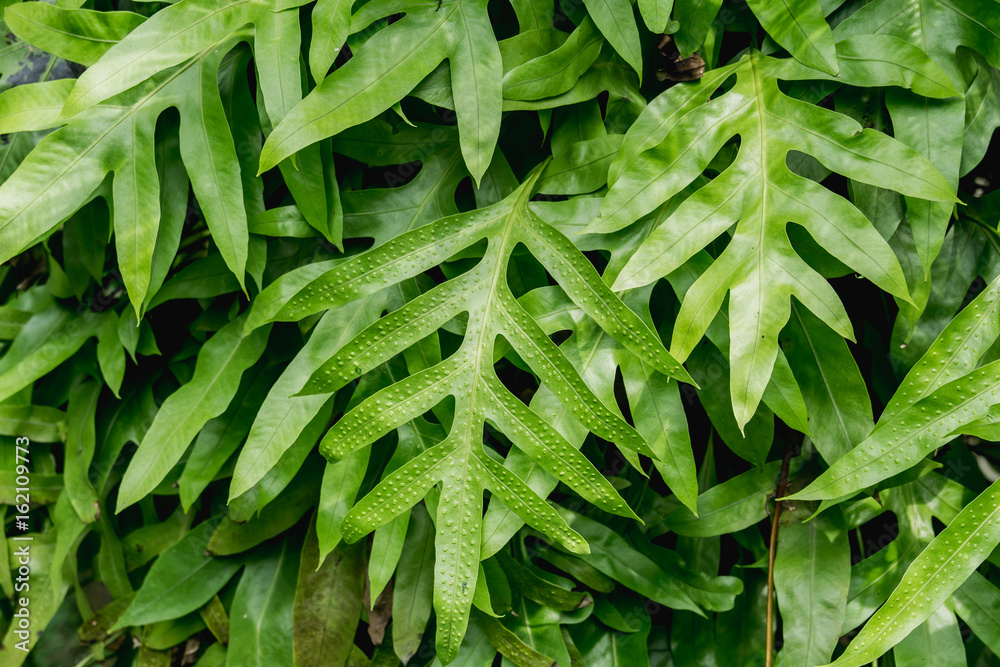 夏威夷的疣蕨。毛蕨（Langsdorff&Fischer）Brownlie。Maile Scented fern