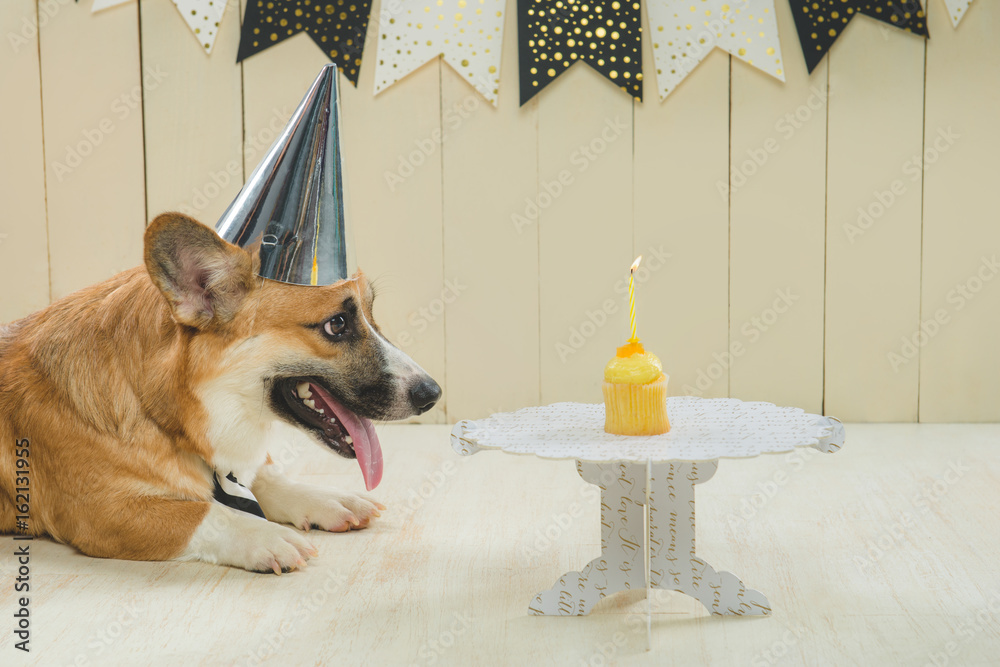 Cute pembroke corgi wearing birthday hat and festive cupcake