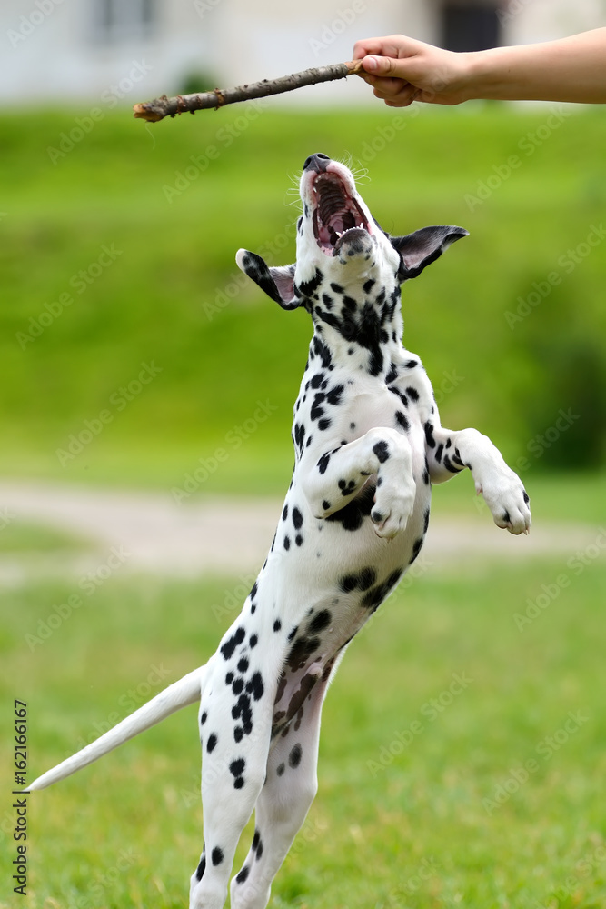 Dalmatian dog outdoors in summer