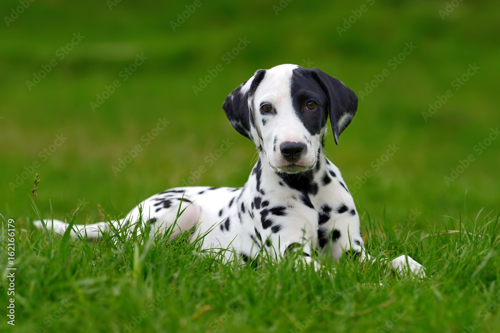 Dalmatian dog outdoors in summer