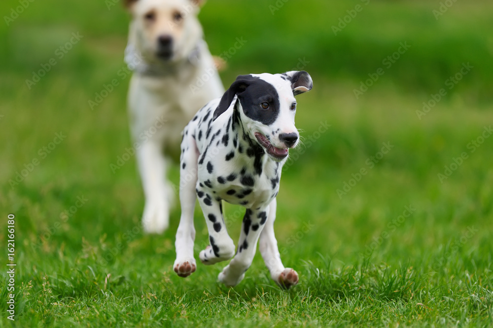 Dalmatian dog outdoors in summer