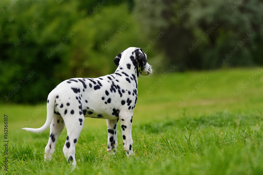 达尔马提亚犬夏季户外活动