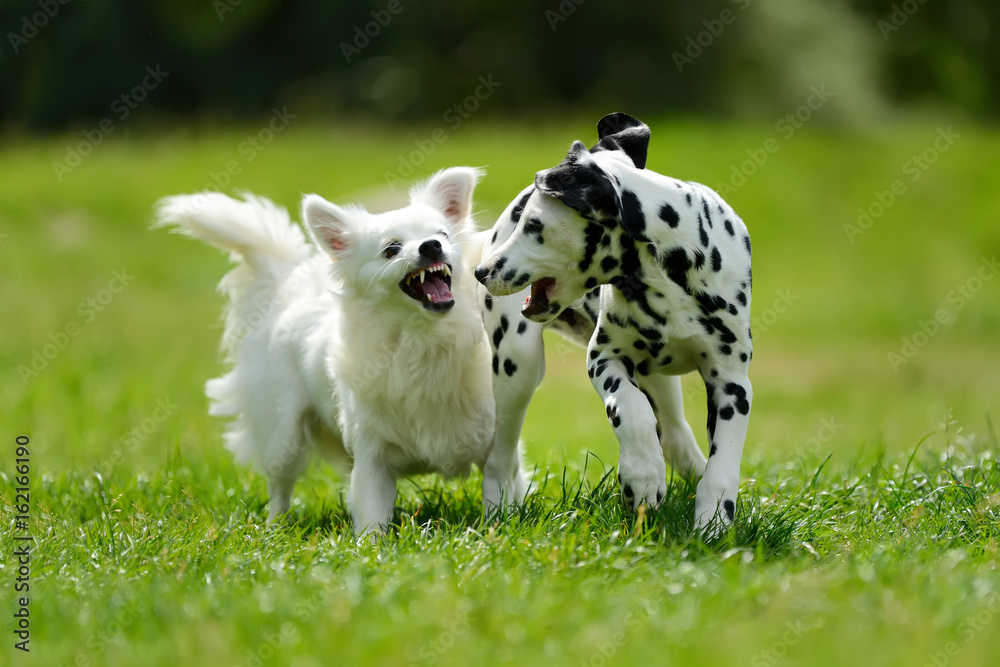 达尔马提亚犬夏季户外活动