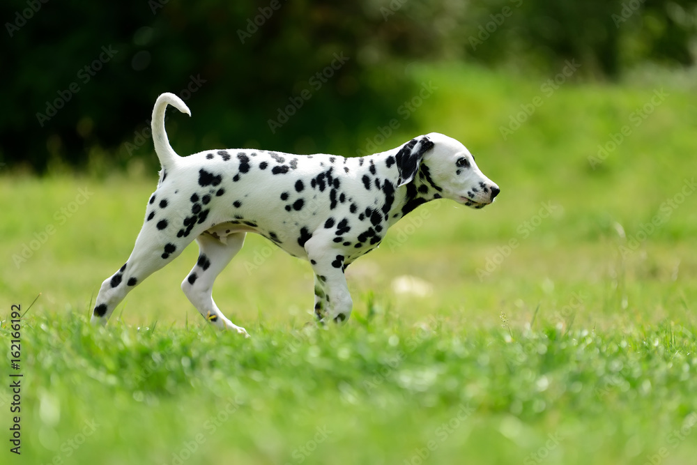 达尔马提亚犬夏季户外活动