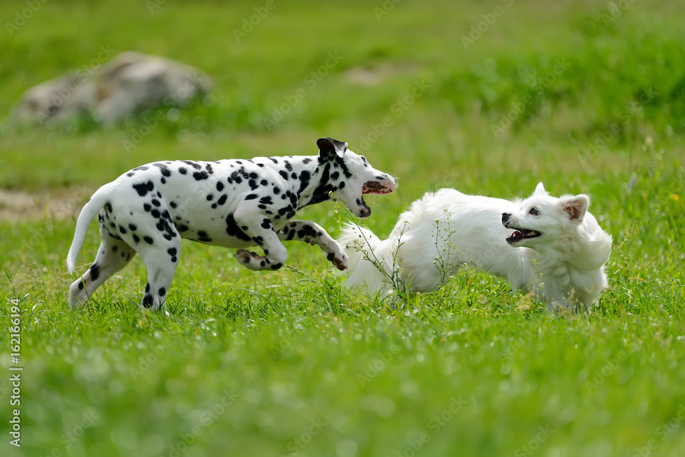 达尔马提亚犬夏季户外活动