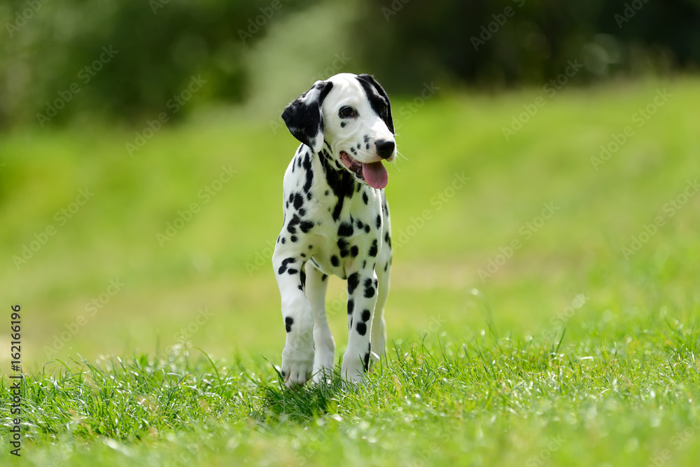 Dalmatian dog outdoors in summer