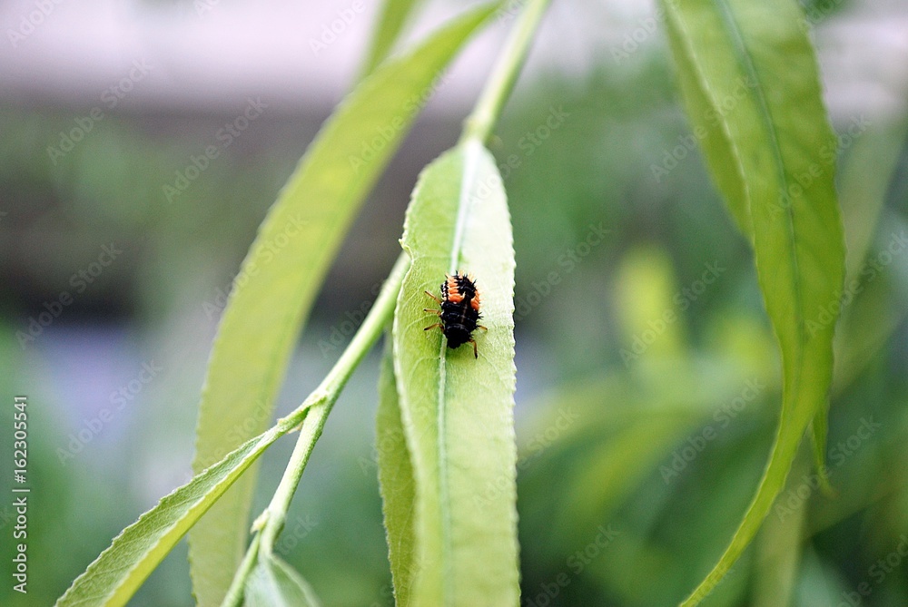 Pest plant eating vegetable