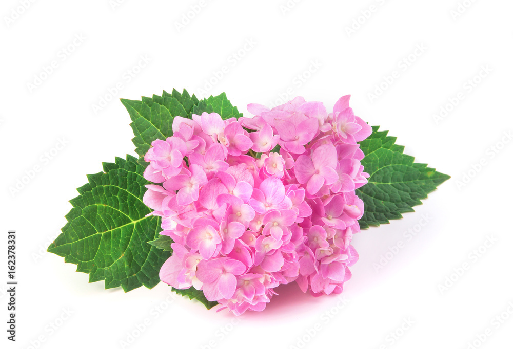 sweet  hydrangea flowers on a white background