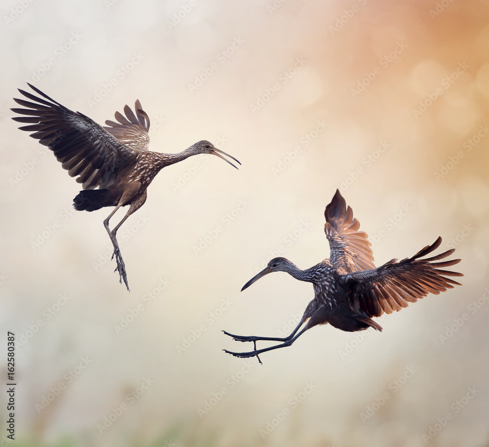 Two Limpkin Birds