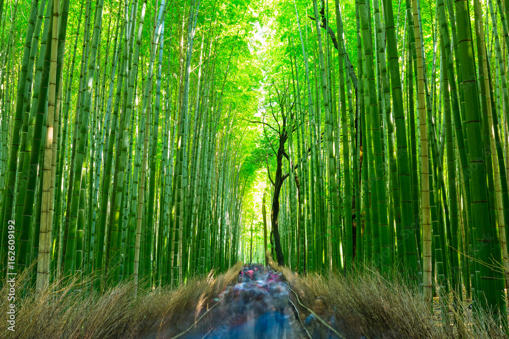 Bamboo forest of Arashiyama near Kyoto, Japan