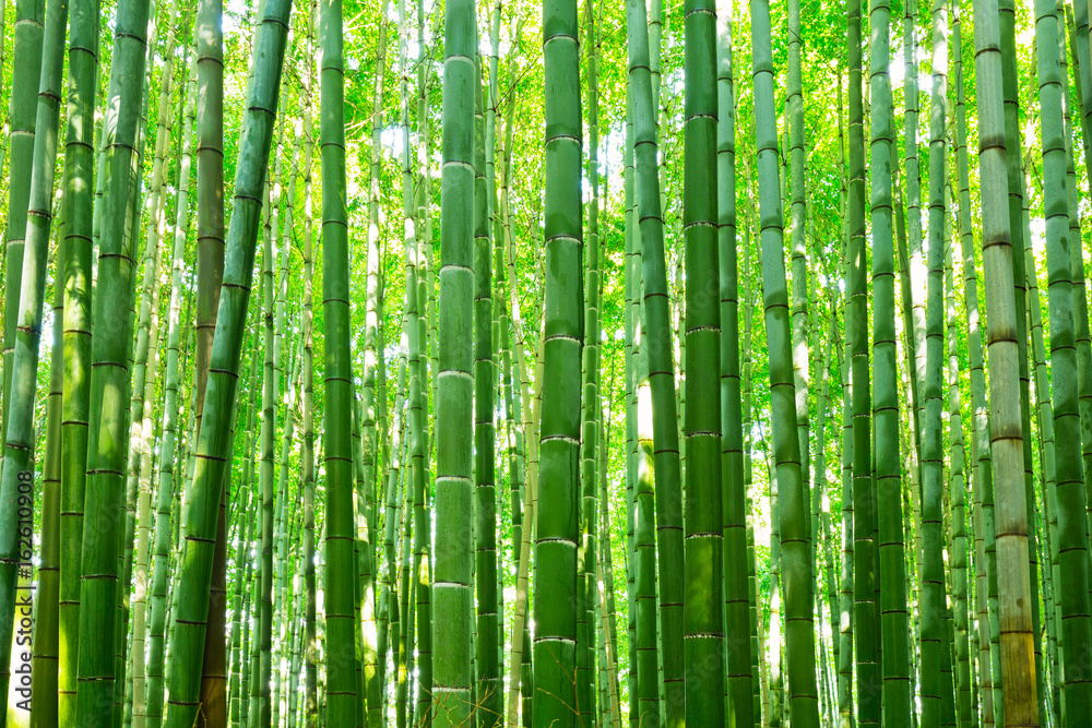 Bamboo forest of Arashiyama near Kyoto, Japan