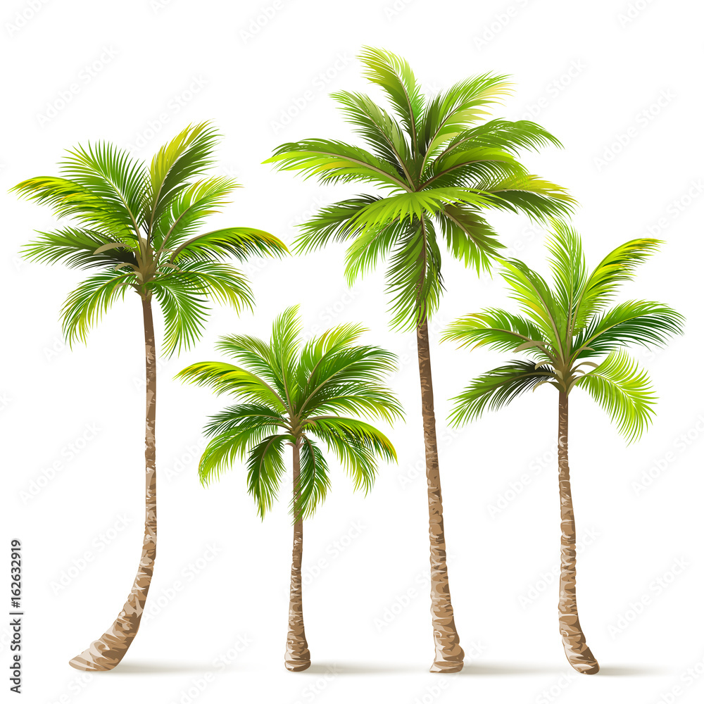 Palm Trees Set. Vector