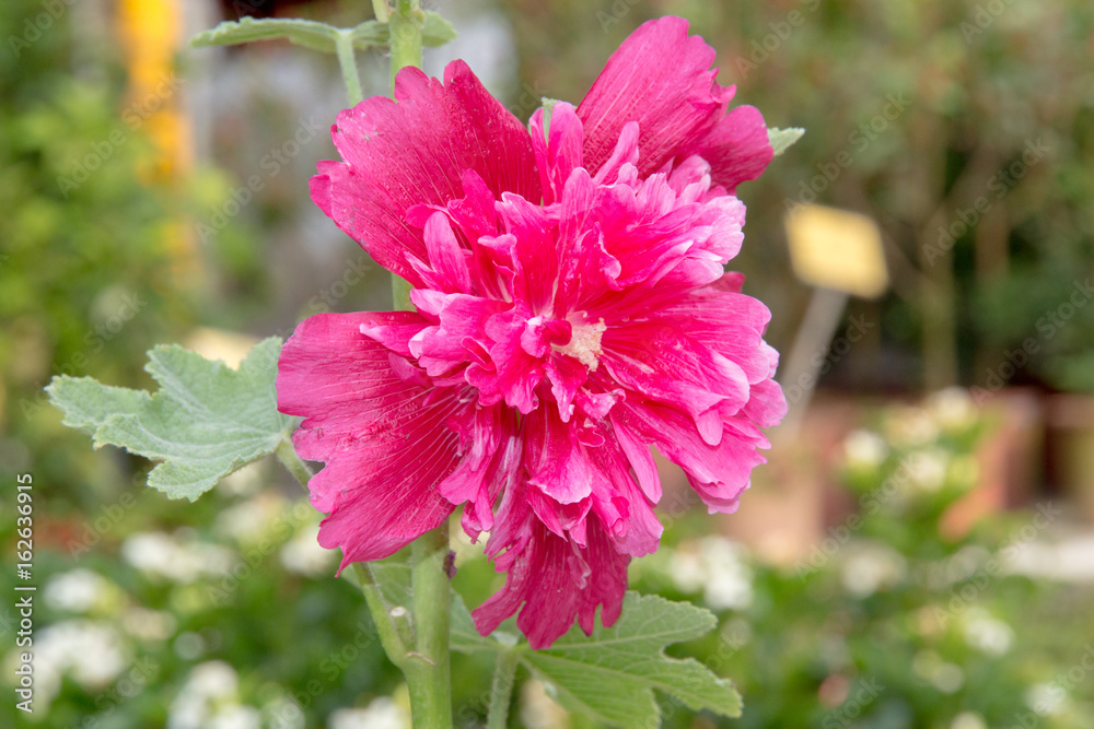 粉红色的蜀葵（Alcea rosea）正在开花。