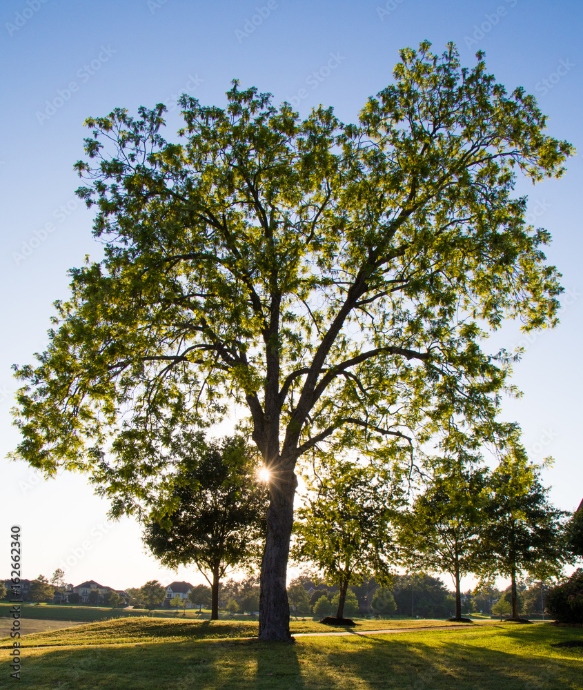 Pecan tree filtering sunlight