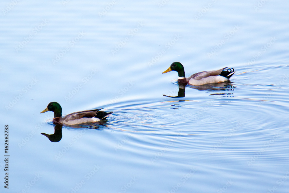 Ducks on pond