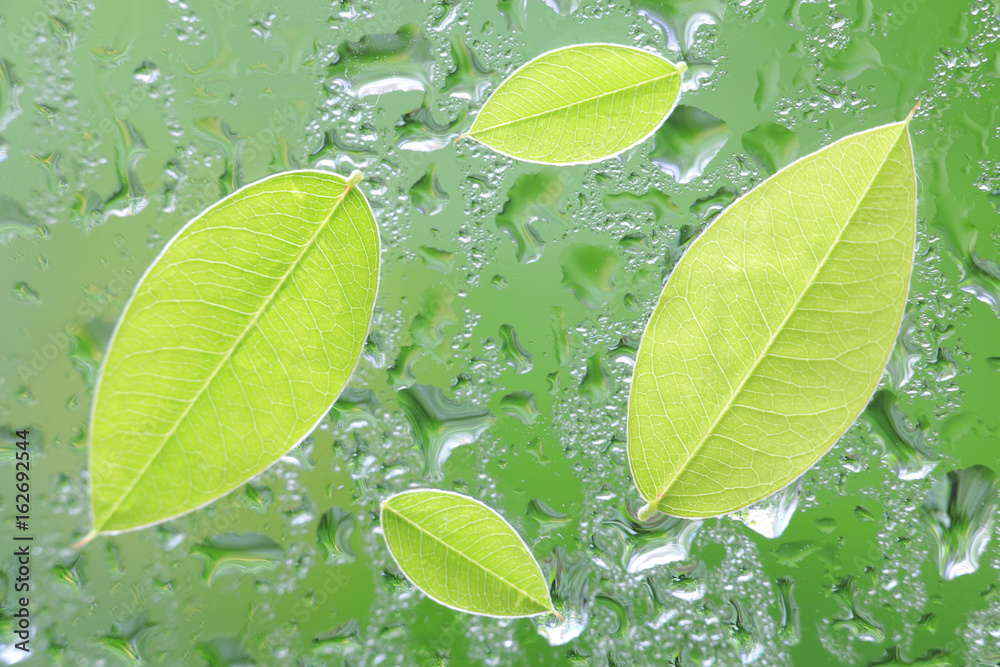 fresh green leaf on green rain